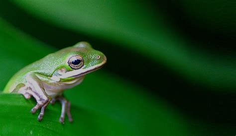  Kissing Frogs: Marketing That Makes You Rich?